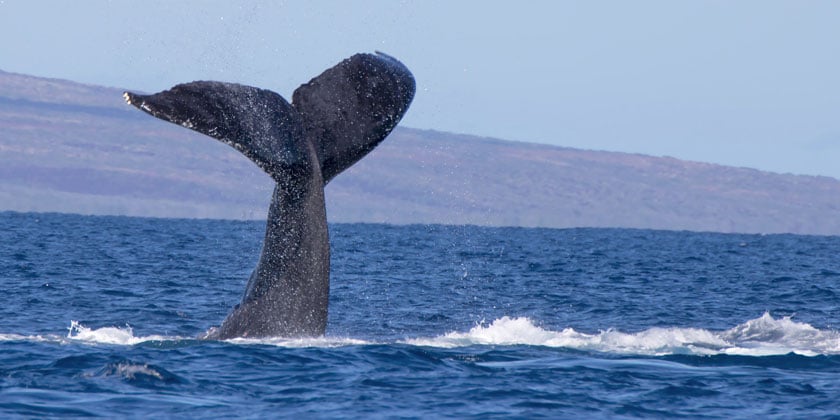 whale swimming in the ocean