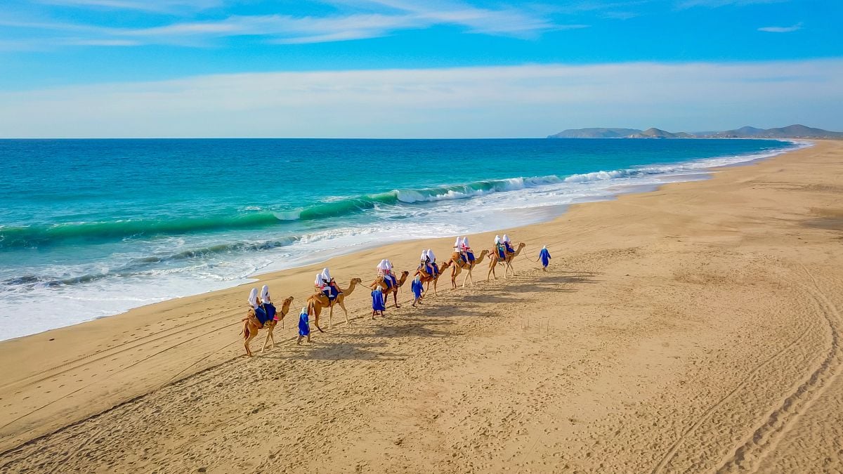 Camels on a beach 